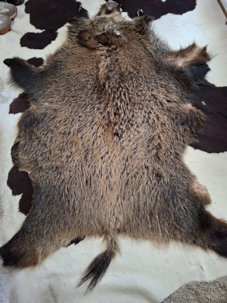BOAR SKIN RUG - Image 1