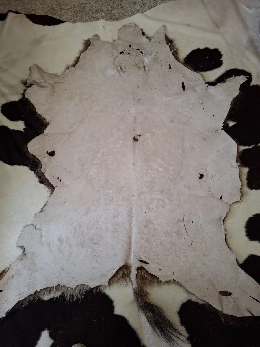 BOAR SKIN RUG - Image 3