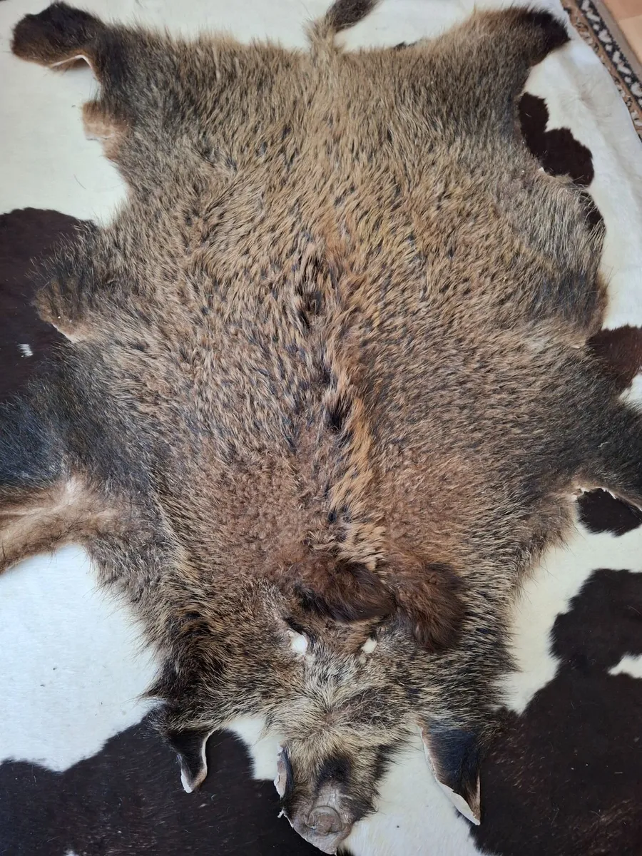 BOAR SKIN RUG - Image 2