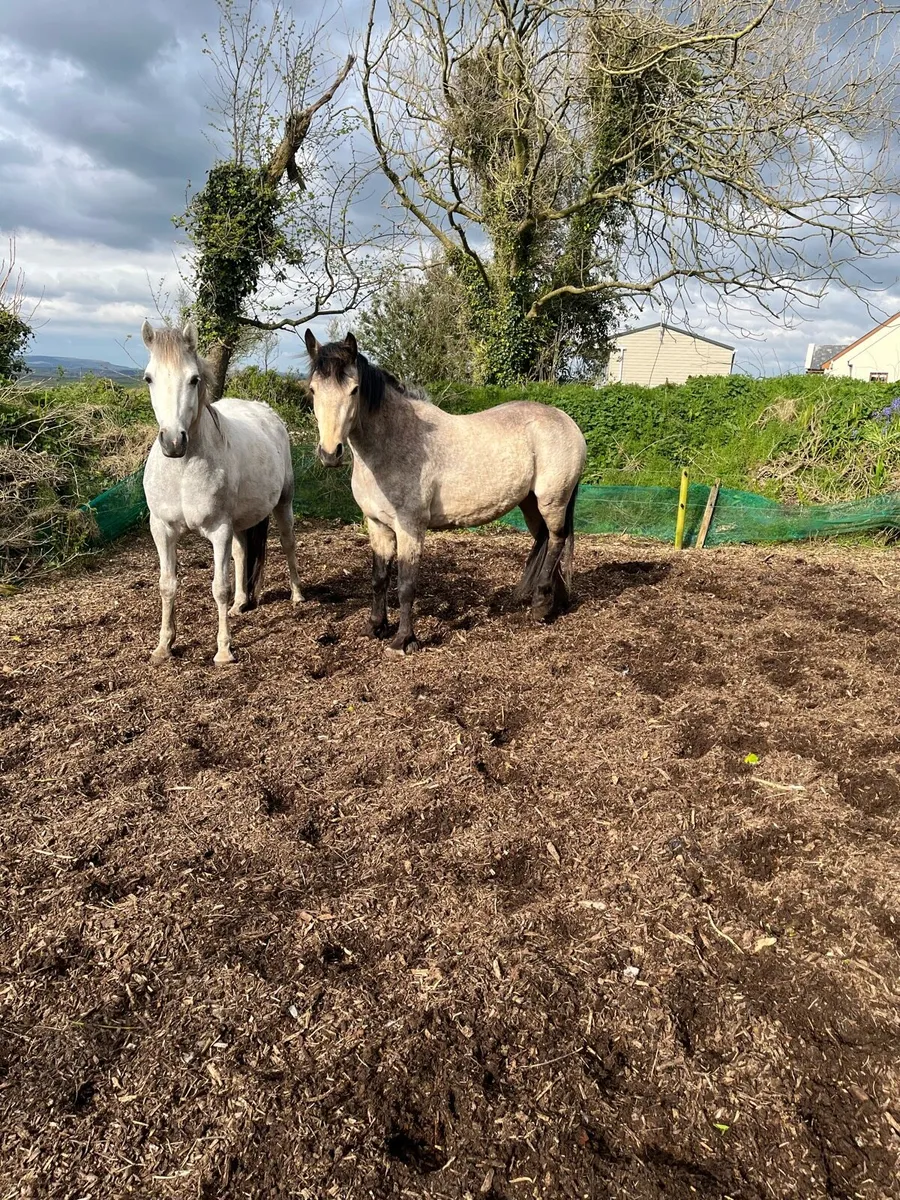 Dun Connemara Filly - Image 1