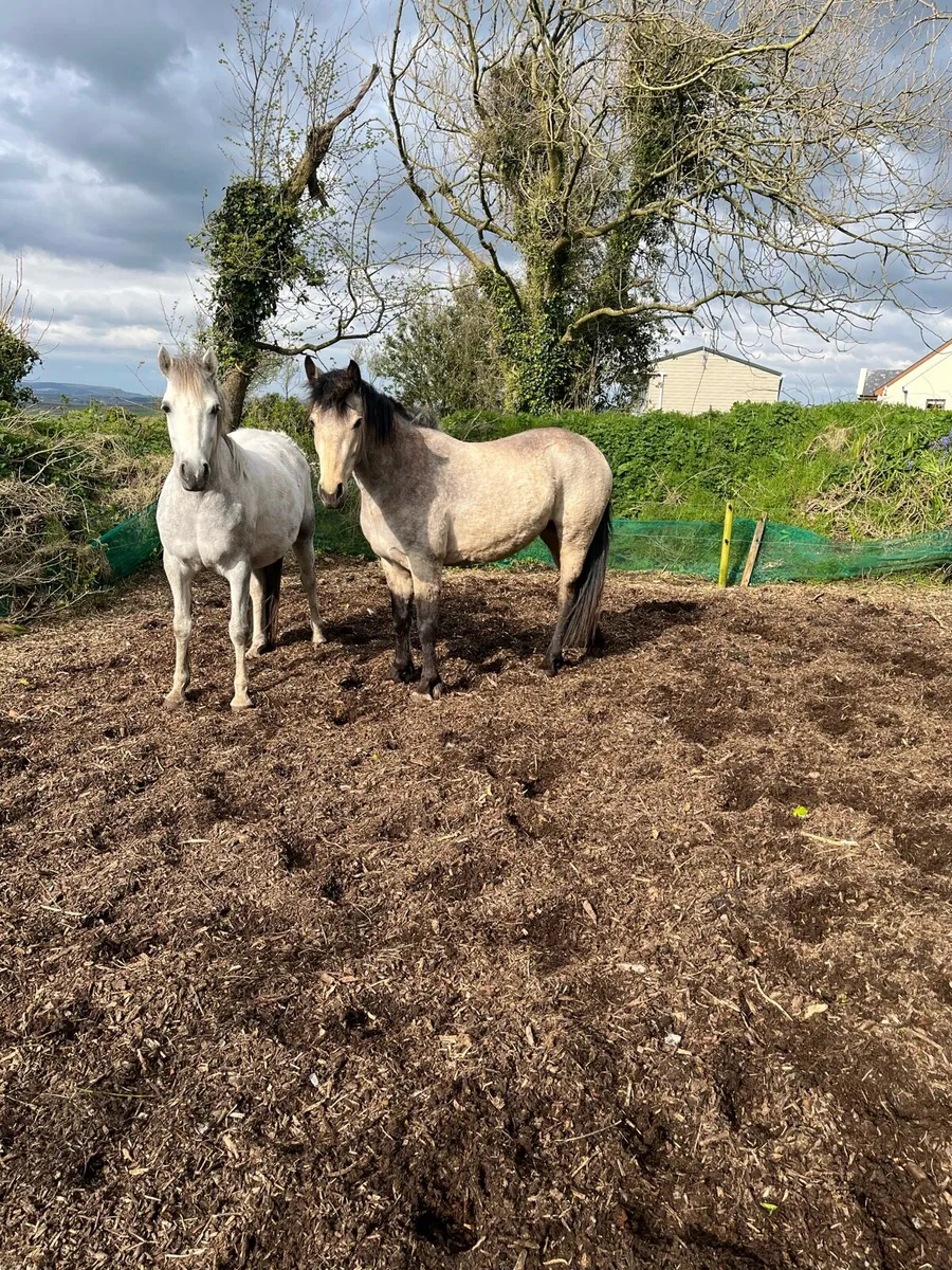 Dun Connemara Filly - Image 2