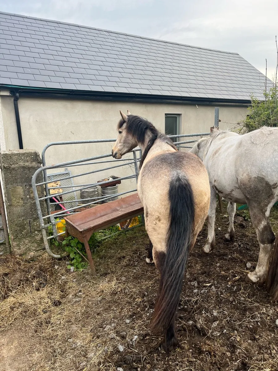 Dun Connemara Filly - Image 3