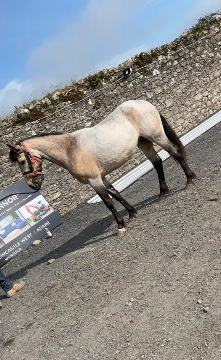 Dun Connemara Filly - Image 4