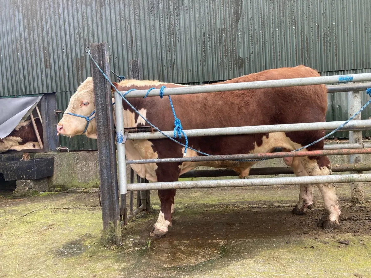Hereford Bull - Image 1
