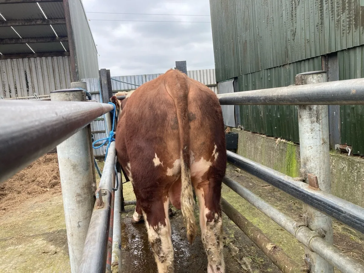 Hereford Bull - Image 3