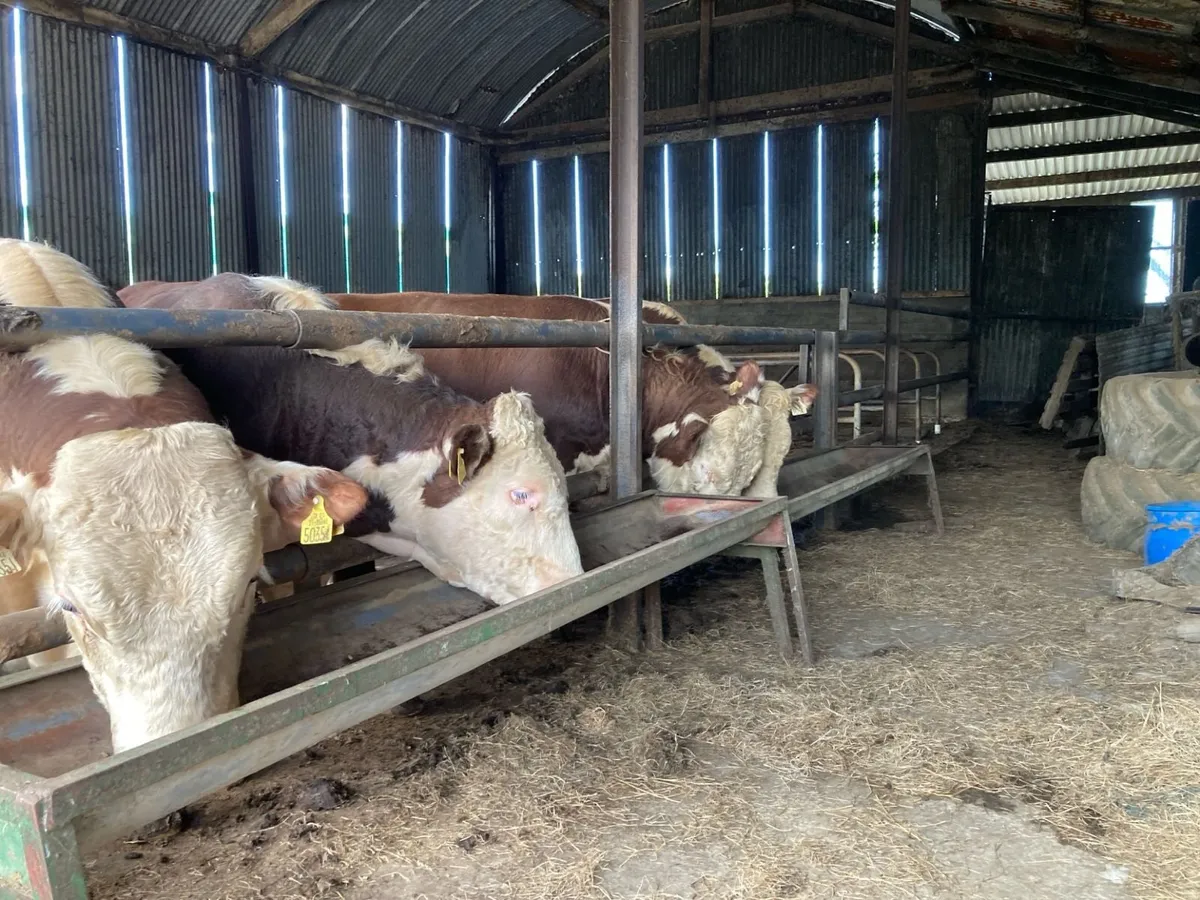 Hereford Bull - Image 4