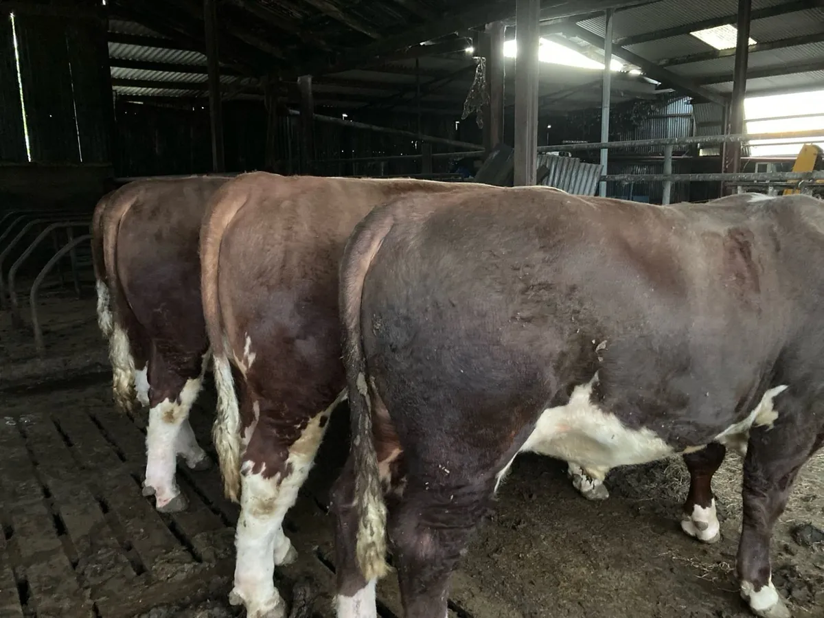 Hereford Bull - Image 2
