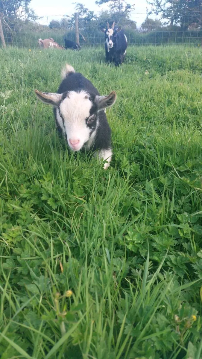 Goats - Image 1