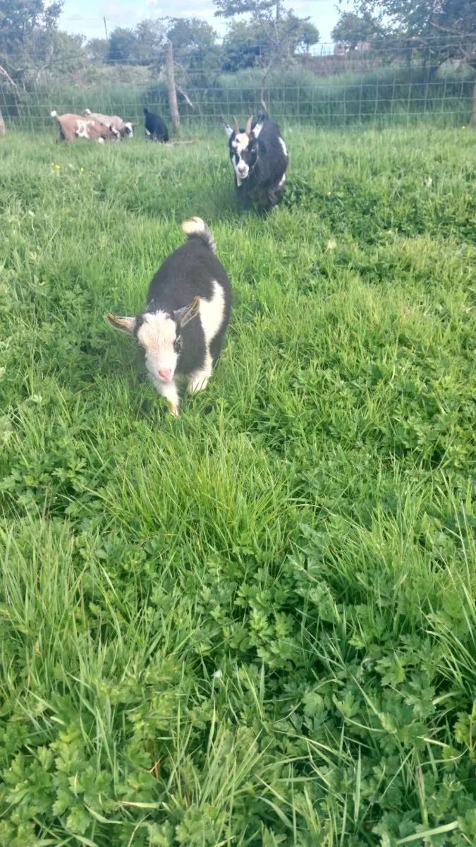 Goats - Image 2