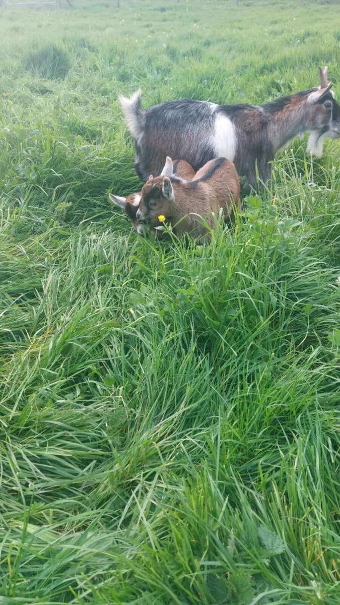 Goats - Image 3