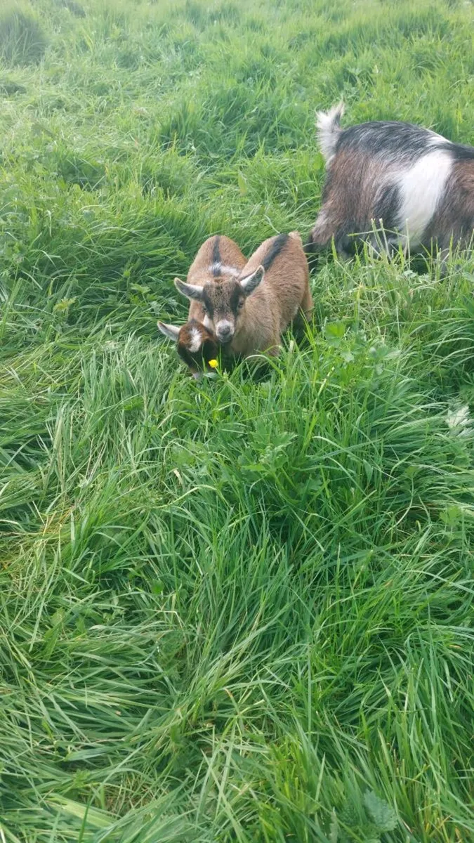 Goats - Image 4