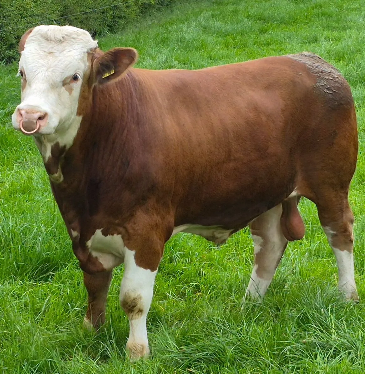 Pedigree Registered Fleckvieh Bull - Image 1