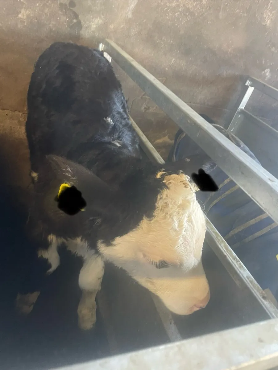 Hereford calves - Image 2