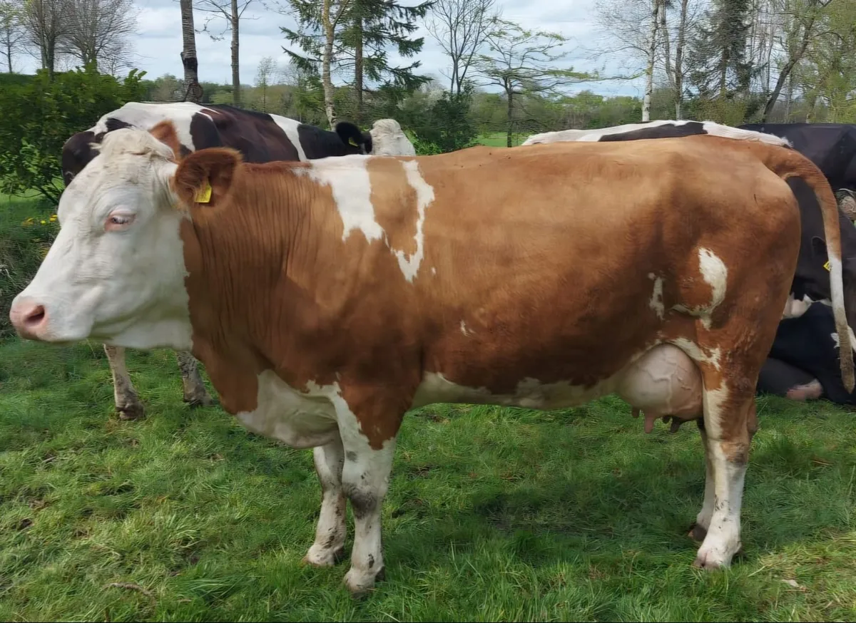 Pedigree Registered Fleckvieh Bull - Image 2