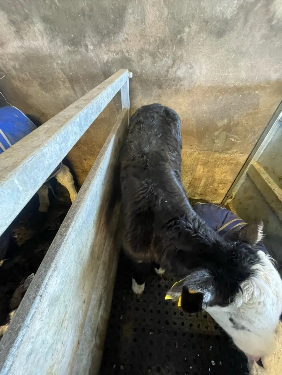 Hereford calves - Image 1