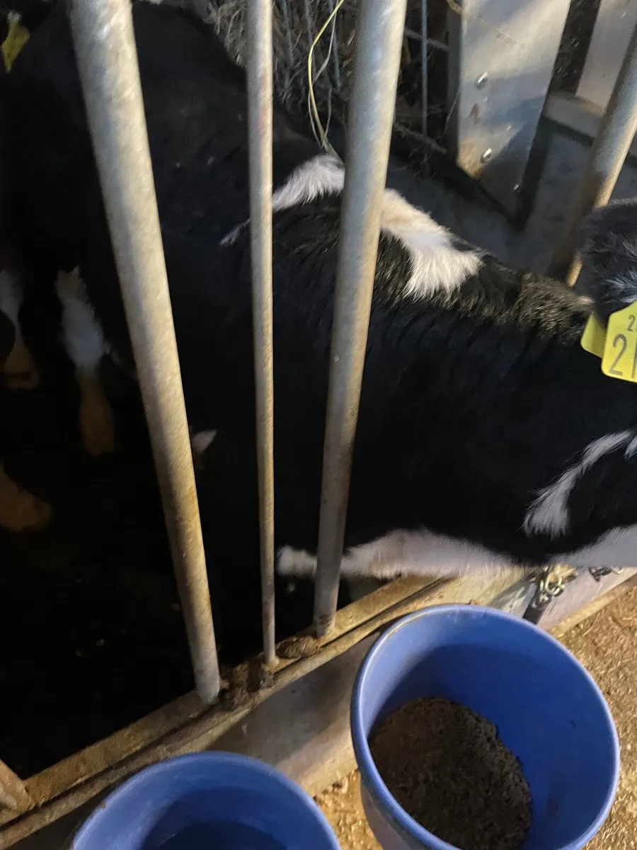 Hereford calves - Image 3