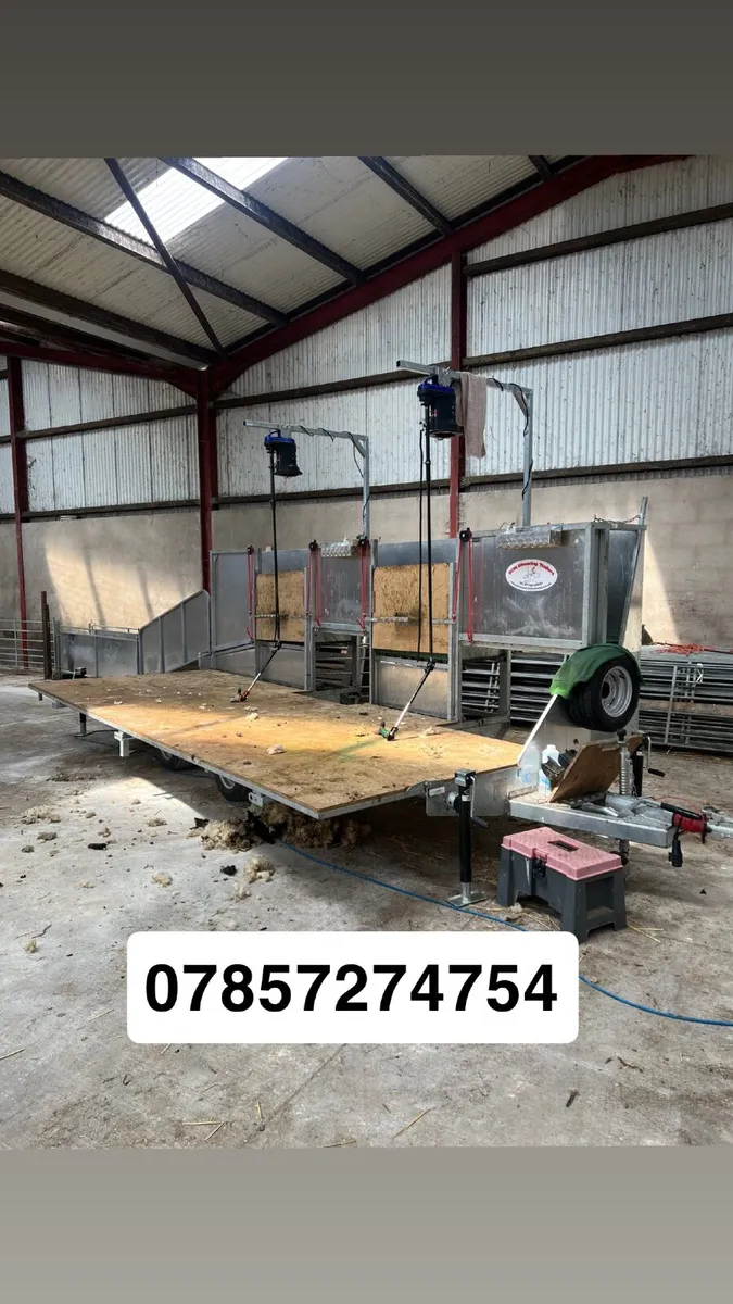Sheep shearing