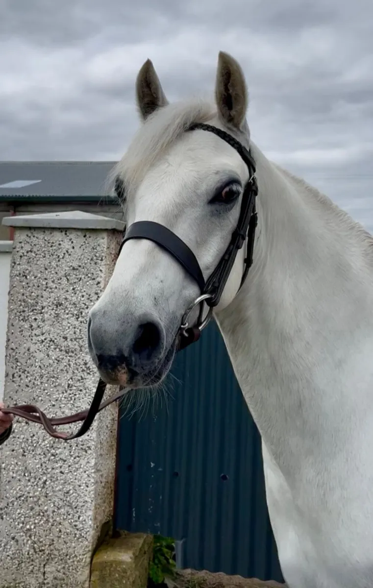Lot 157 Clifden sales - Image 1