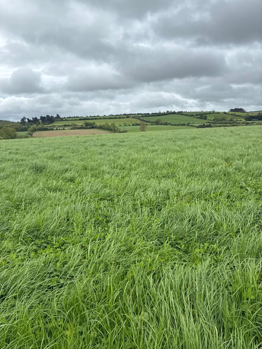 Silage growing