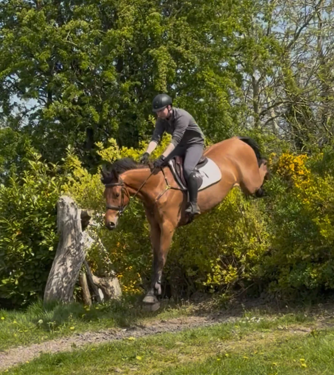 4 yo BALOUBET DU ROUET EV/SJ - Image 2