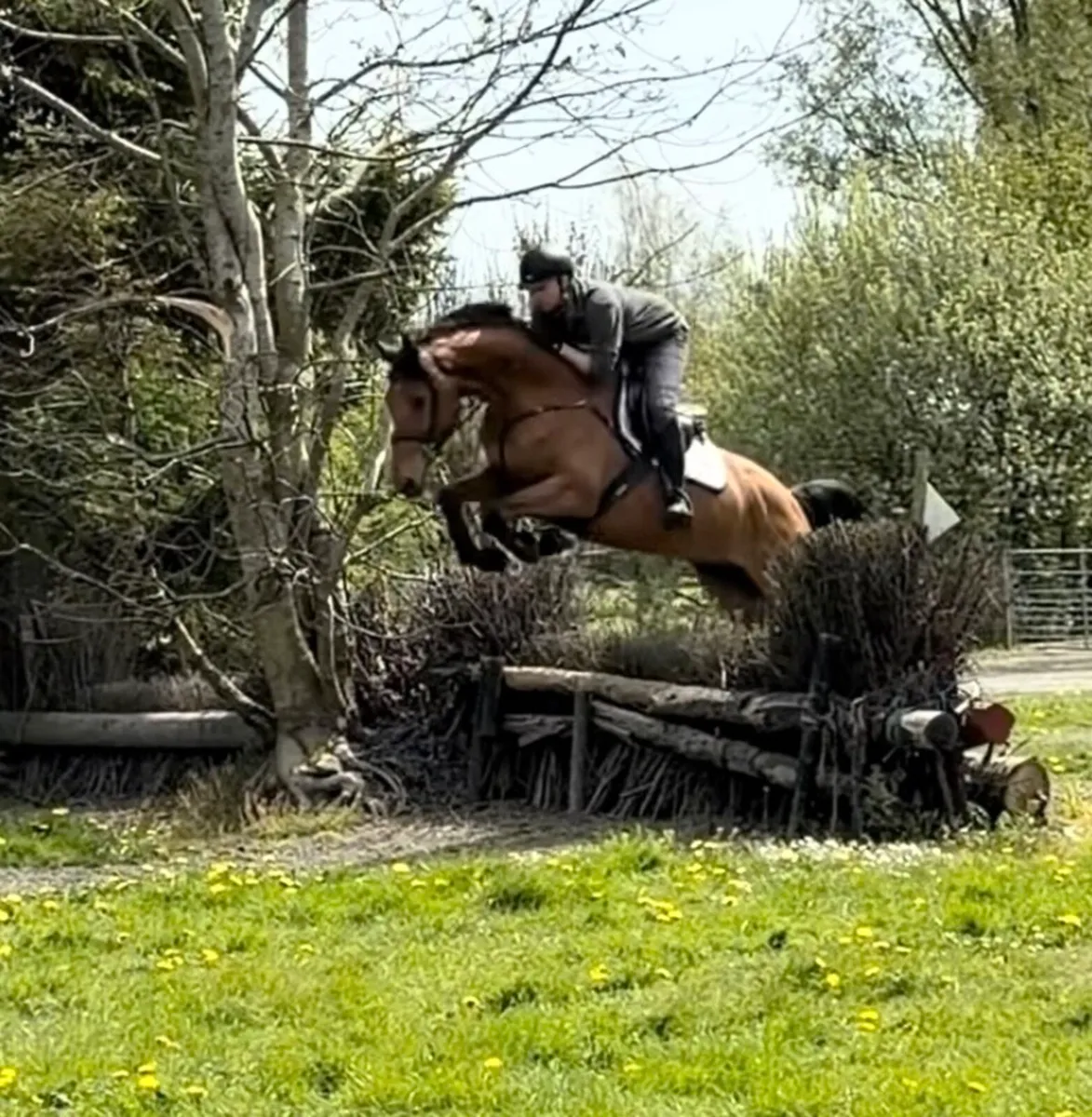4 yo BALOUBET DU ROUET EV/SJ - Image 3