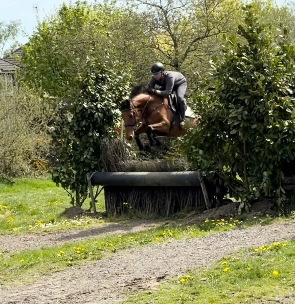 4 yo BALOUBET DU ROUET EV/SJ - Image 4