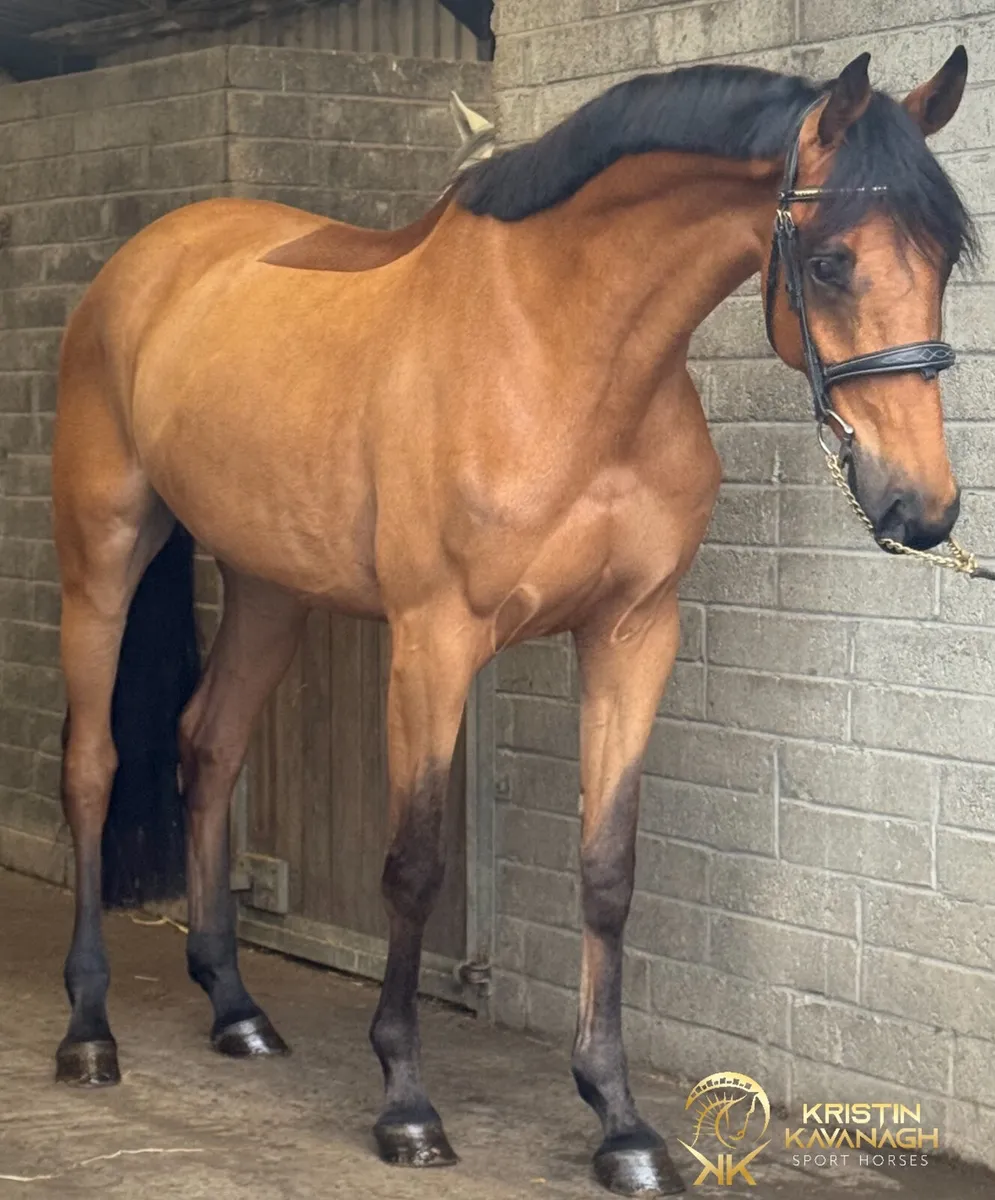 4 yo BALOUBET DU ROUET EV/SJ - Image 1
