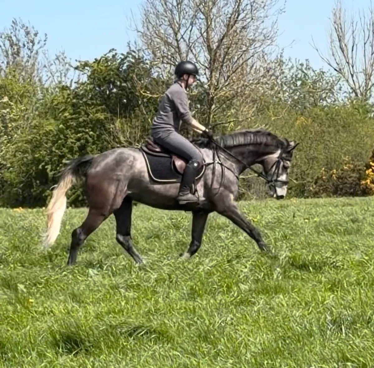 4 yo LIVELLO SJ/EV - Image 2