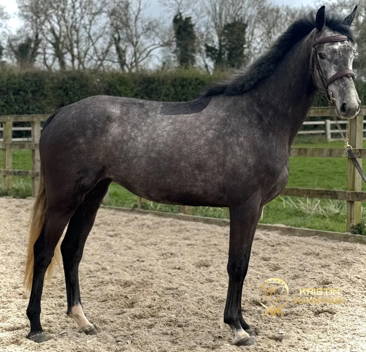4 yo LIVELLO SJ/EV - Image 3