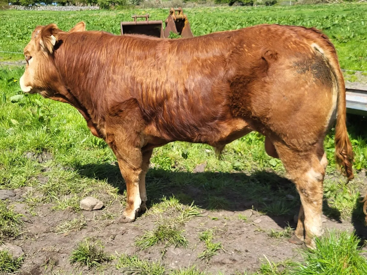 PBR Limousin Bull - Image 1
