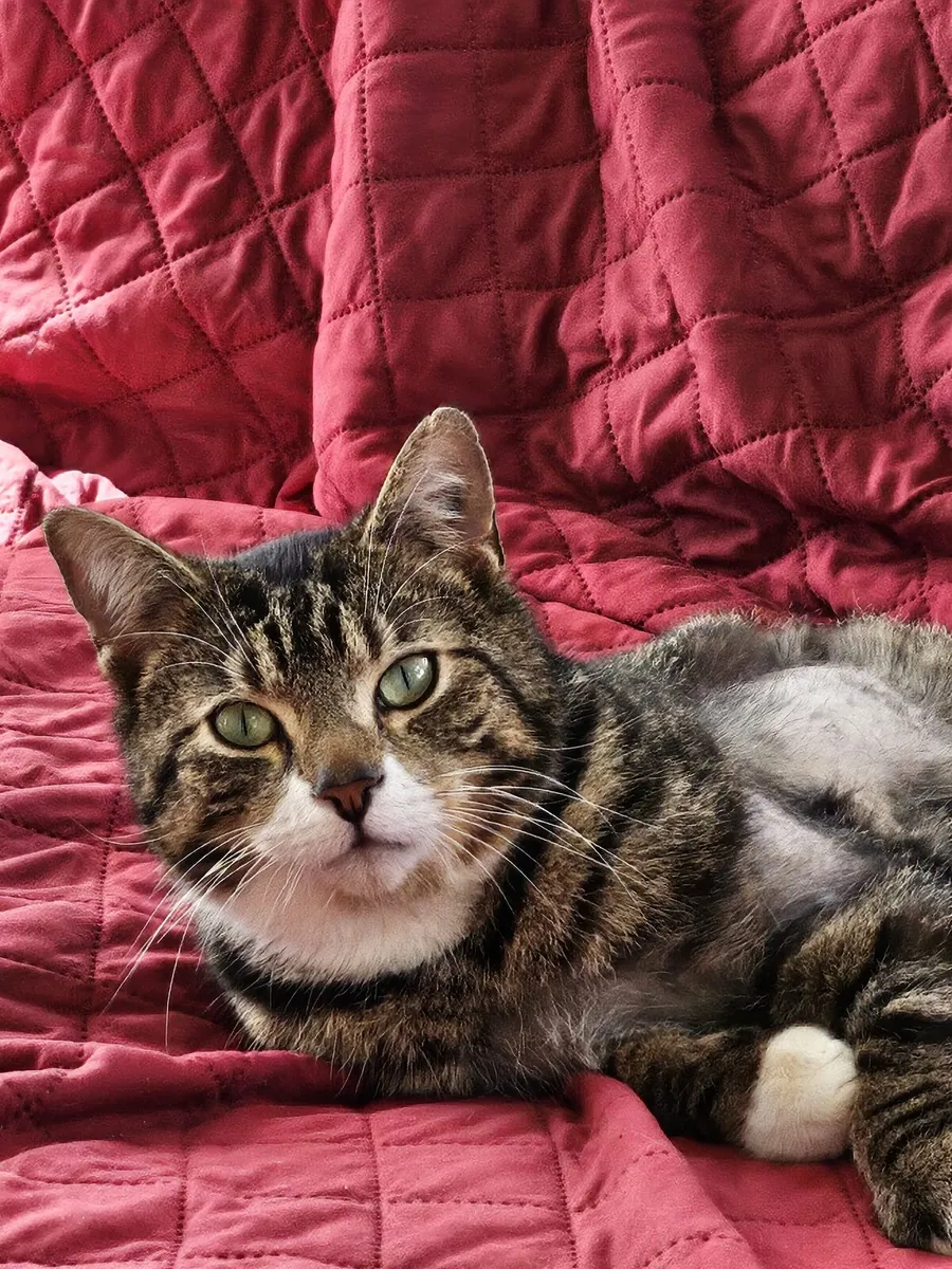 Rodger and Timmy are looking for home - Image 2