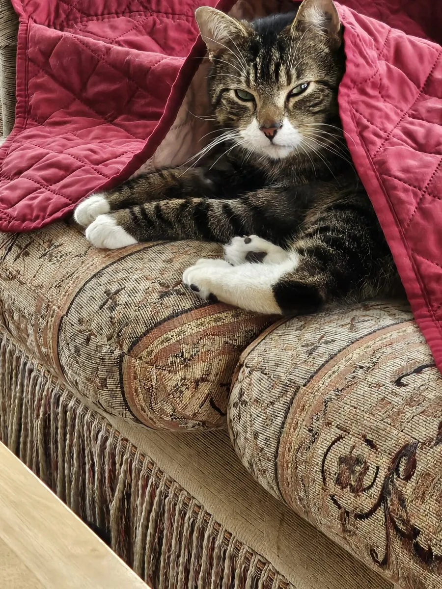 Rodger and Timmy are looking for home - Image 2