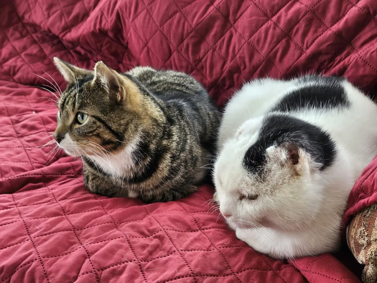 Rodger and Timmy are looking for home - Image 3