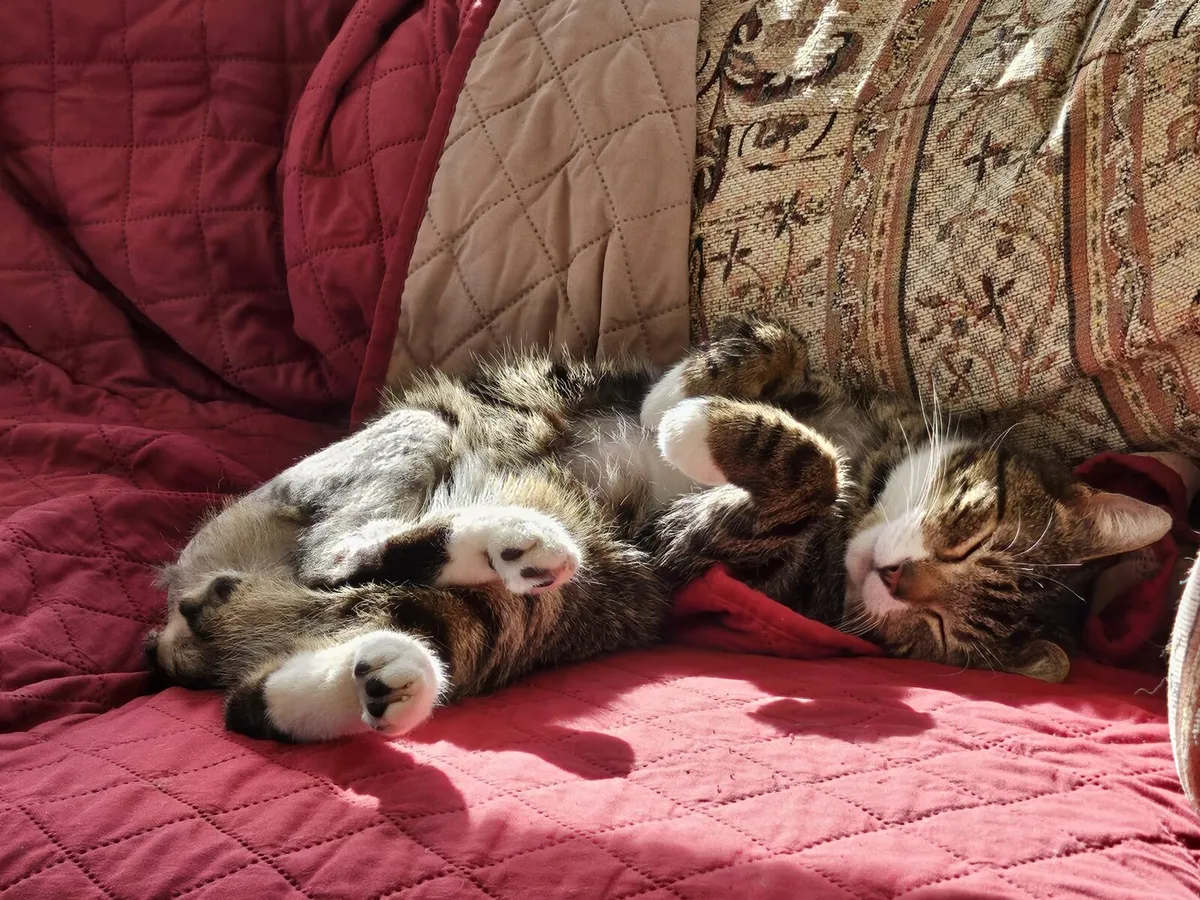 Rodger and Timmy are looking for home - Image 4