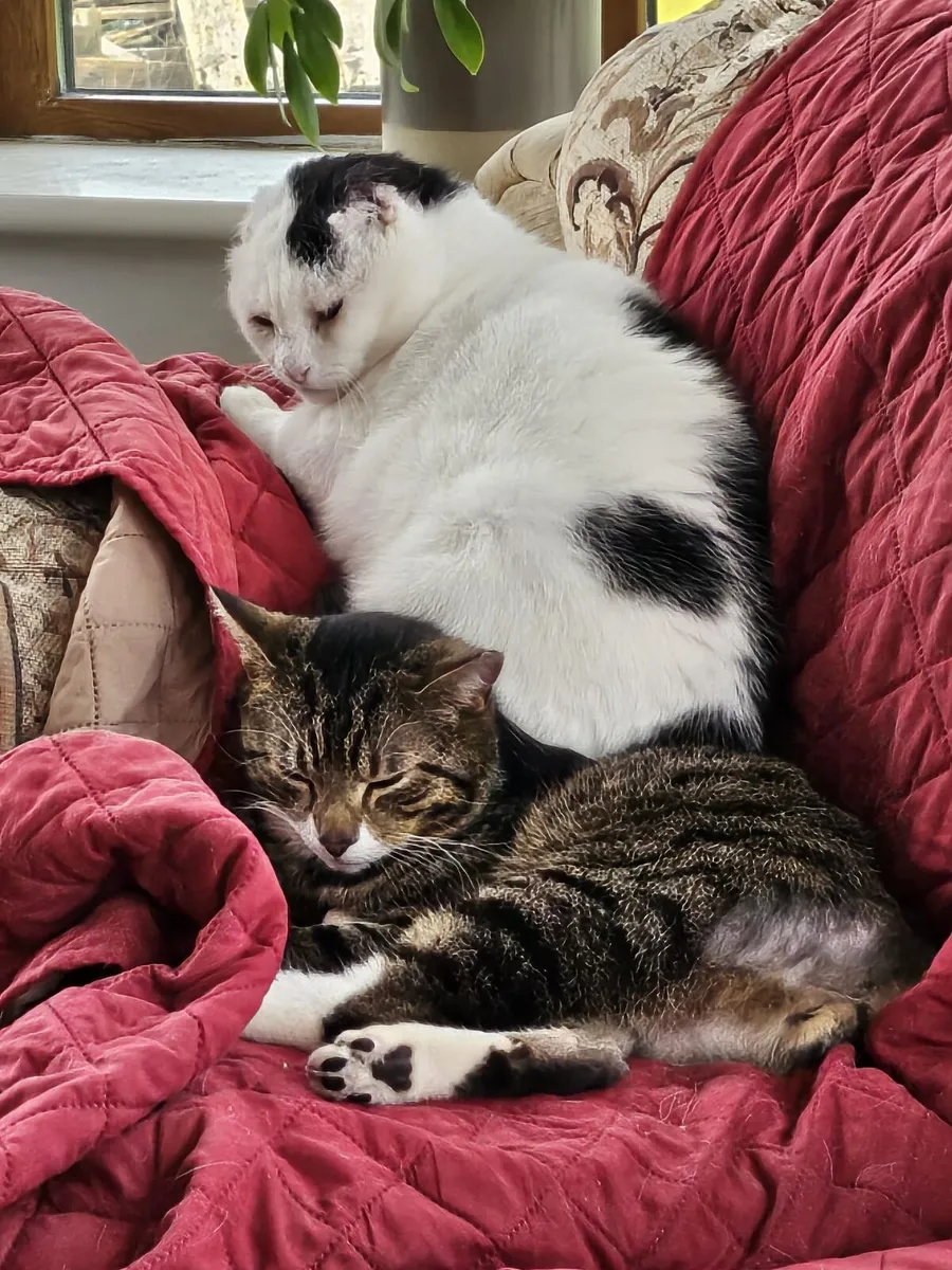 Rodger and Timmy are looking for home - Image 1