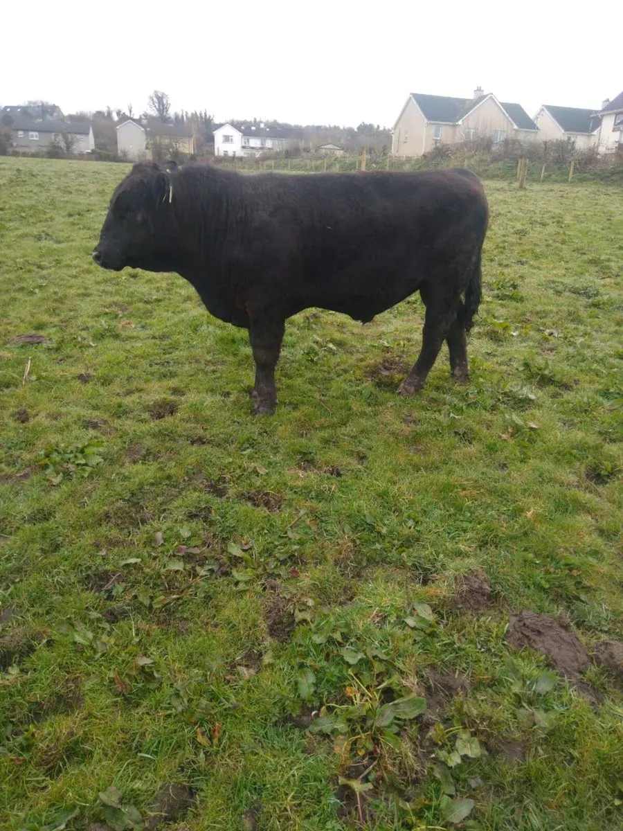 Pbr angus bull - Image 2