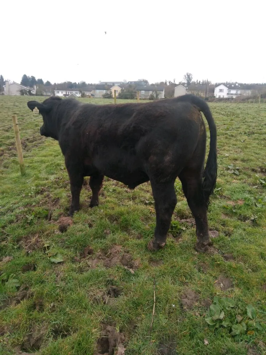 Pbr angus bull - Image 3