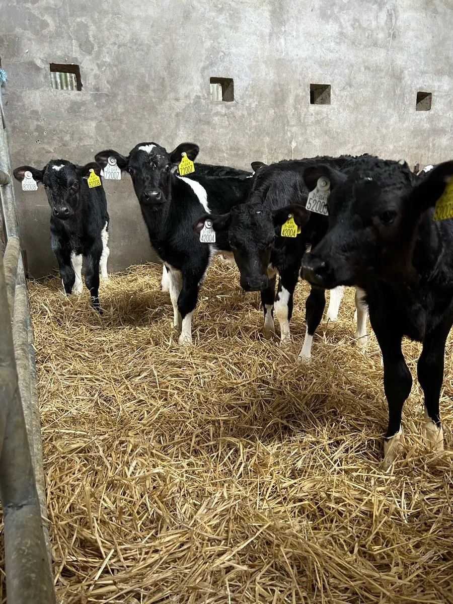 7 Friesian heifer calves for sale - Image 4