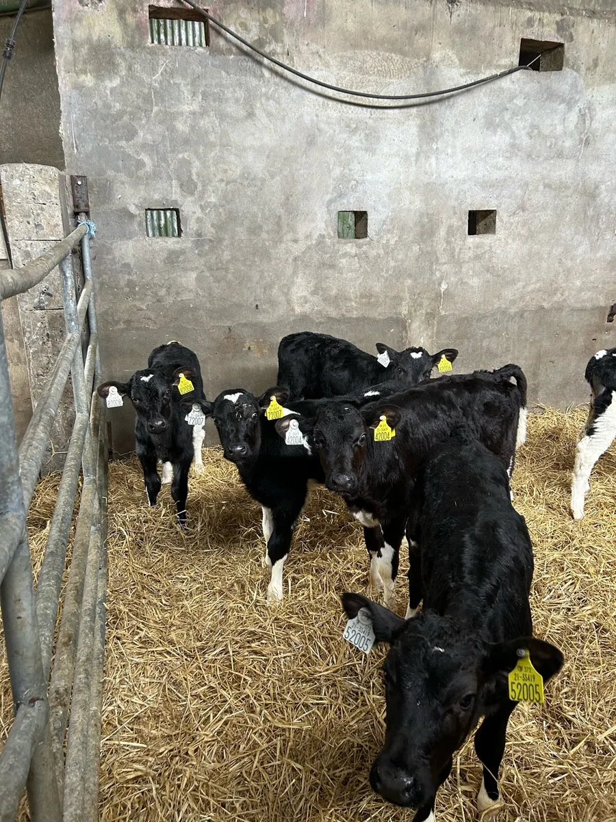 7 Friesian heifer calves for sale - Image 1