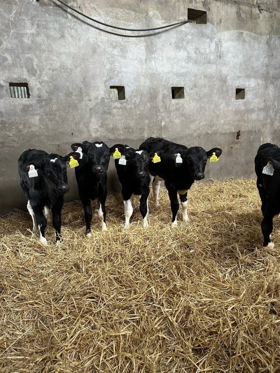 7 Friesian heifer calves for sale - Image 2