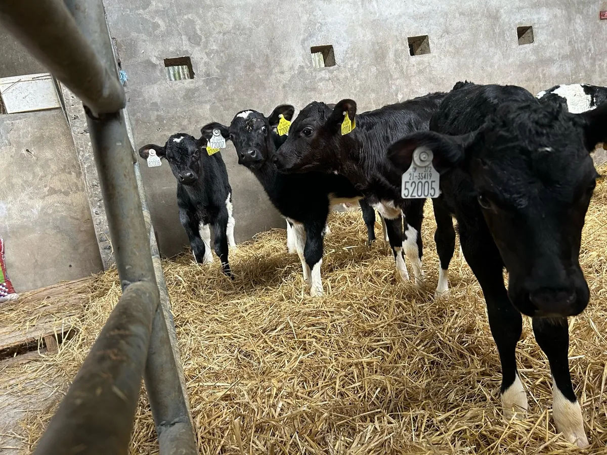 7 Friesian heifer calves for sale - Image 3