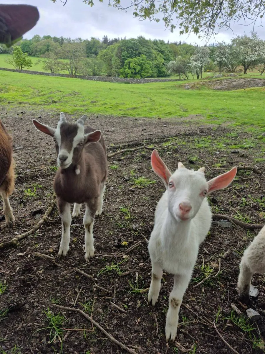 Kid goats - Image 1