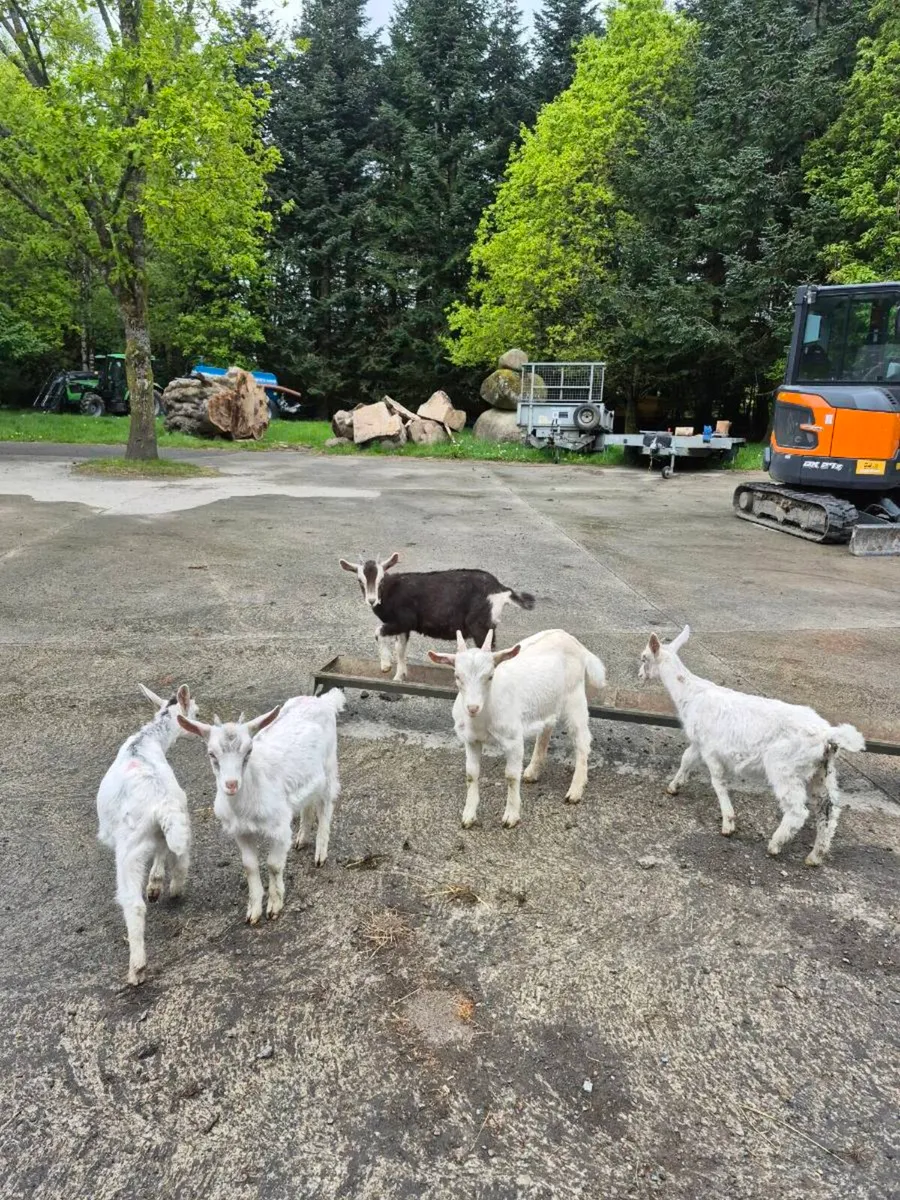 Kid goats - Image 2