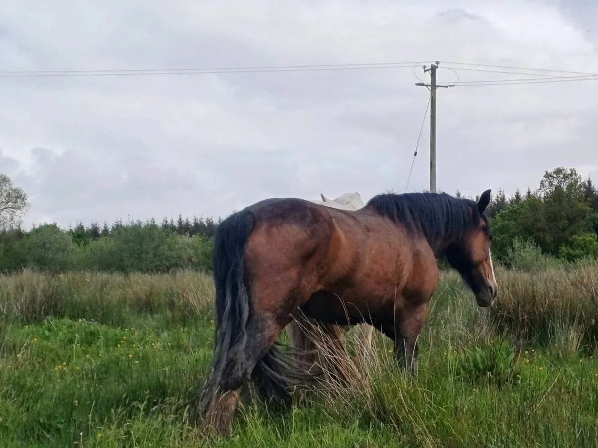 4 year old bay mare - Image 2