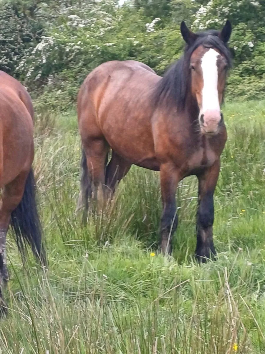 4 year old bay mare - Image 3
