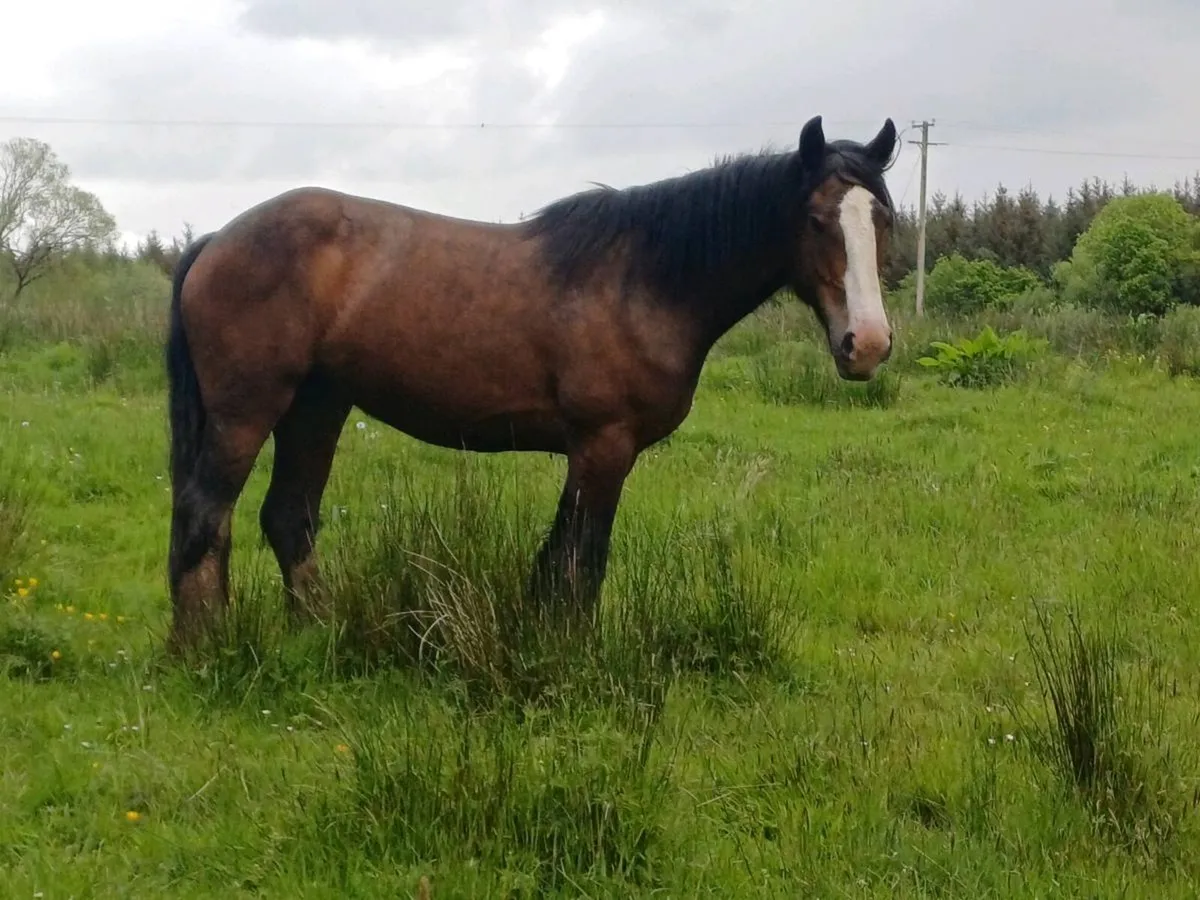 4 year old bay mare - Image 1