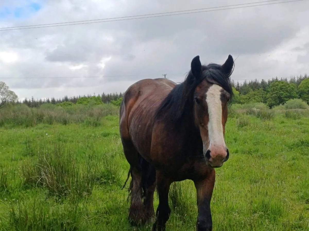 4 year old bay mare - Image 4