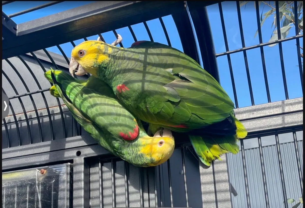 Adult Double yellow Headed Amazon parrots - Image 1