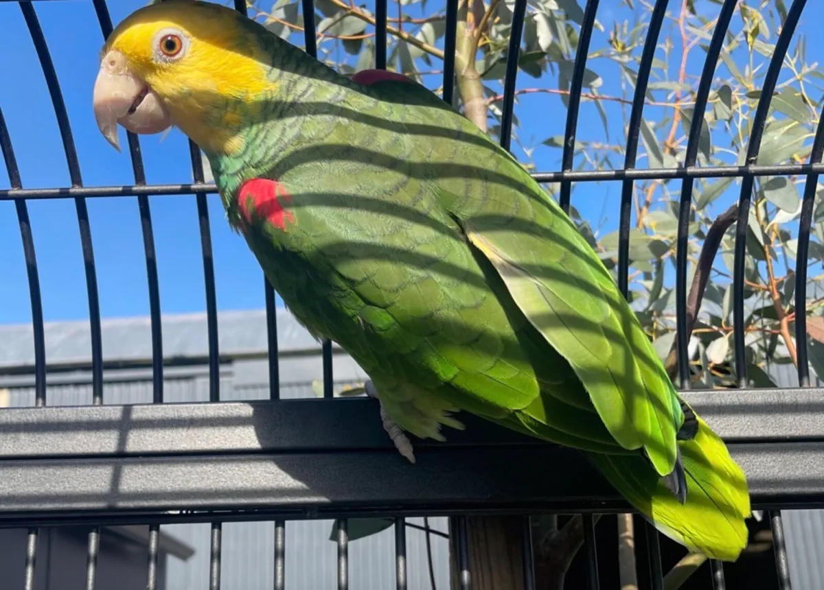 Adult Double yellow Headed Amazon parrots - Image 2