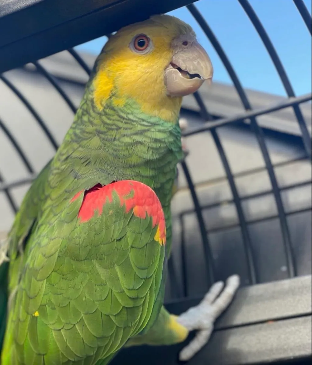 Adult Double yellow Headed Amazon parrots - Image 3